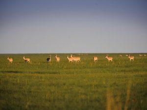 Steppenfuchs Reisen - Gazellen Herden im Lkhachinvandad Uul Nationalpark